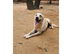 Tiara (lebanon) Kt, Golden Retriever For Adoption In Langley, British Columbia