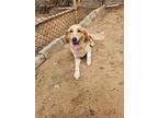 Piara (lebanon) Kt, Golden Retriever For Adoption In Langley, British Columbia