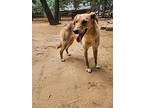 Giara (lebanon) Kt, Golden Retriever For Adoption In Langley, British Columbia