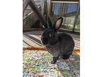 Velvet, Dwarf For Adoption In Maple Ridge, British Columbia