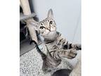Malina, Domestic Shorthair For Adoption In Centerville, Utah