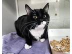 Cara, Domestic Shorthair For Adoption In Centerville, Utah