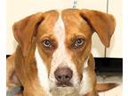 Diesel, Terrier (unknown Type, Medium) For Adoption In Forrest City, Arkansas