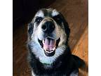 Luna, Labrador Retriever For Adoption In Vail, Arizona