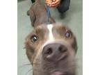Lovely Lydia, American Staffordshire Terrier For Adoption In Raleigh