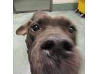 Ray J, American Staffordshire Terrier For Adoption In Raleigh, North Carolina