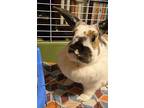 Emily, English Spot For Adoption In Westford, Massachusetts
