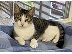 Kelly Clarkson, Domestic Shorthair For Adoption In Springfield, Vermont