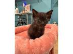 Stanza, Domestic Shorthair For Adoption In Woodbury, New Jersey