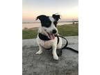 Jaxxon, Jack Russell Terrier For Adoption In Dana Point, California
