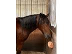 Juliet, Mustang For Adoption In Dewey, Illinois
