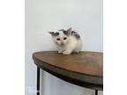 Harley (famous Star), Domestic Shorthair For Adoption In Mead, Washington