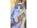 Chancey, Domestic Shorthair For Adoption In Denver, North Carolina