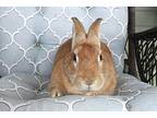 Penny, American For Adoption In Hillside, New Jersey