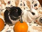Marcelle & Cosette, Dwarf For Adoption In Hillside, New Jersey