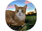Peanut Butter, Domestic Shorthair For Adoption In Lihue, Hawaii