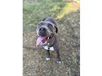 Kenny, American Staffordshire Terrier For Adoption In Tulare, California