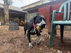 Ashdyn, Labrador Retriever For Adoption In Corvallis, Oregon