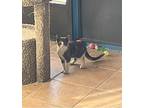 Sage, Calico For Adoption In College Station, Texas