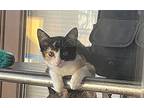 Pixie, Calico For Adoption In College Station, Texas