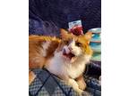 Luigi, Domestic Mediumhair For Adoption In College Station, Texas