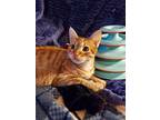 Shyra, Domestic Shorthair For Adoption In College Station, Texas