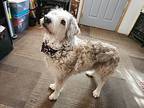 Bonnibel, Old English Sheepdog For Adoption In Sawyer, North Dakota