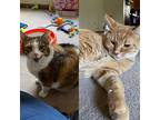 Rajah And Kiara, Calico For Adoption In West Lafayette, Indiana