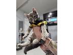 Gummy Bear And Jelly Bean, Domestic Shorthair For Adoption In West Lafayette