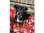 Tilin, Terrier (unknown Type, Medium) For Adoption In Tucson, Arizona