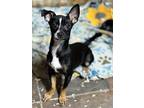 Malen, Terrier (unknown Type, Medium) For Adoption In Tucson, Arizona