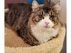 Dave, Domestic Longhair For Adoption In St Cloud, Florida