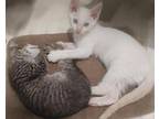 Bethany 2 - Great With Older Cats, American Shorthair For Adoption In Austin