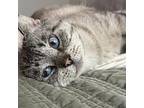 Tiger 4, Siamese For Adoption In Austin, Texas