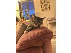 Freckles, Domestic Shorthair For Adoption In Lafayette, Colorado