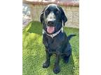 Gibbs, Labrador Retriever For Adoption In Corona, California