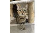 Suki, Domestic Shorthair For Adoption In Wakefield, Rhode Island