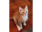 Tucson, Domestic Shorthair For Adoption In New Woodstock, New York