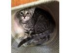 Sedona, Domestic Shorthair For Adoption In New Woodstock, New York