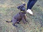 Frito, Labrador Retriever For Adoption In Jackson, Tennessee