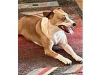 Buddy, Jack Russell Terrier For Adoption In Memphis, Tennessee