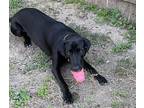 Zoe, Labrador Retriever For Adoption In Memphis, Tennessee