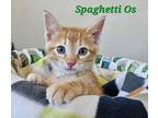 Spaghetti Os, Domestic Shorthair For Adoption In Fond Du Lac, Wisconsin