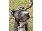 Arthur, American Staffordshire Terrier For Adoption In Yonkers, New York