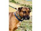 Bosco, American Pit Bull Terrier For Adoption In Yonkers, New York