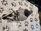 Eros, Pigeon For Adoption In Oceanside, California