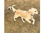 Eli, Golden Retriever For Adoption In Manhasset, New York