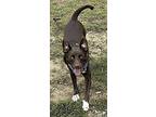 Nellie, Labrador Retriever For Adoption In Amherst, Massachusetts