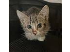 Barbie, American Shorthair For Adoption In Merced, California