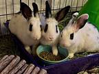 Cruller, Dutch For Adoption In Surrey, British Columbia